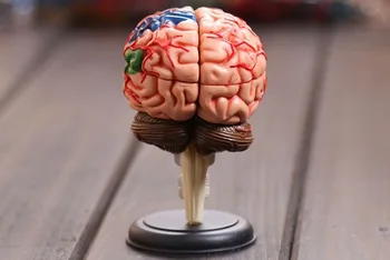 4D мастер Модель человеческого мозга структурная модель собранная анатомическая размерная модель 32 шт. компл. Бесплатная доставка
