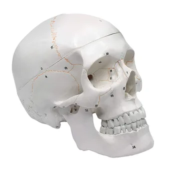Анатомическая модель черепа головы взрослого человека в натуральную величину из 3 частей со съемной черепной крышкой и подвижной линией наложения швов на челюсти