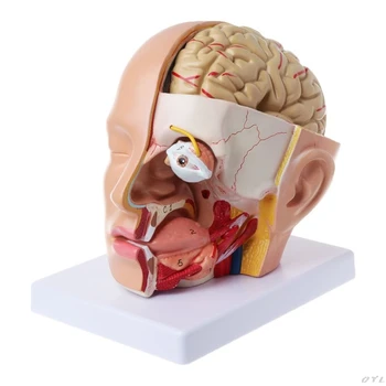 Анатомия человека Голова череп мозг мозговая артерия анатомическая модель для учебных материалов escolar L29K