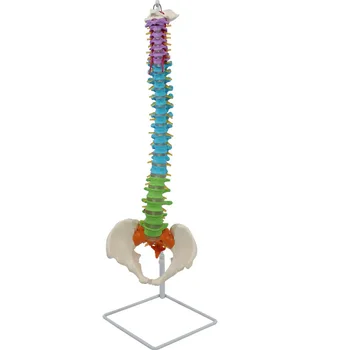 Цветной Позвоночник с моделью таза Анатомическая часть человека, Медицинская модель позвоночника, Школьные медицинские учебные принадлежности